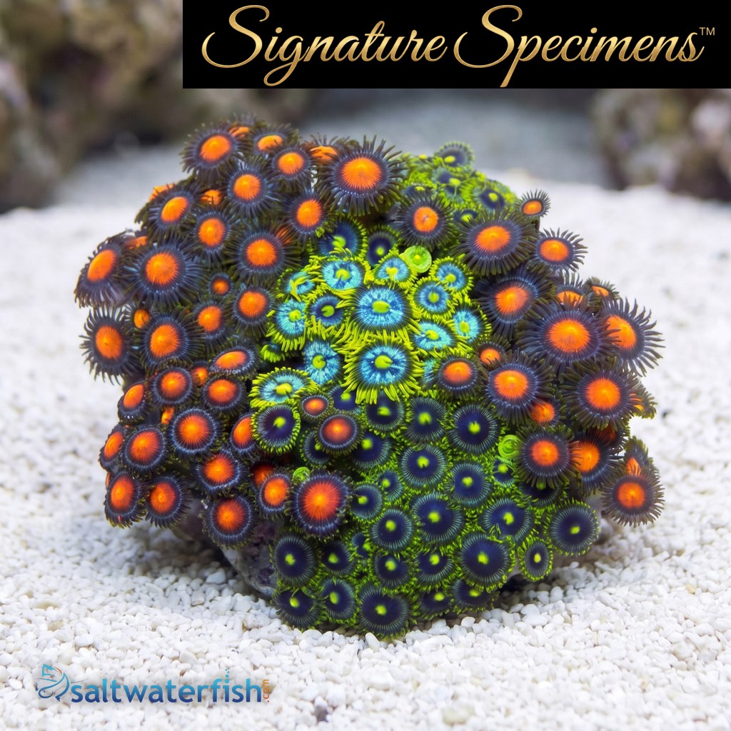 Zoanthid Ultra Color