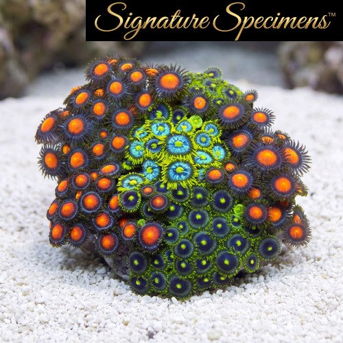 Zoanthid Ultra Color