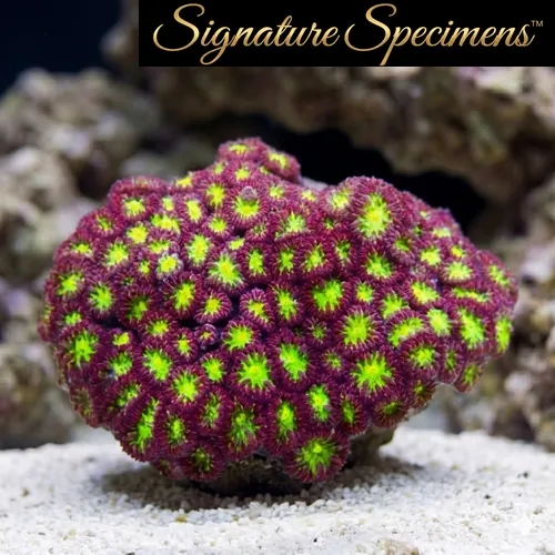 Blastomussa Ultra Color