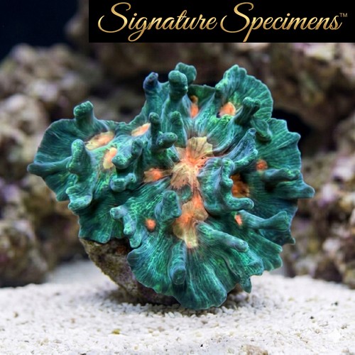 Spiny Cup Ultra Color