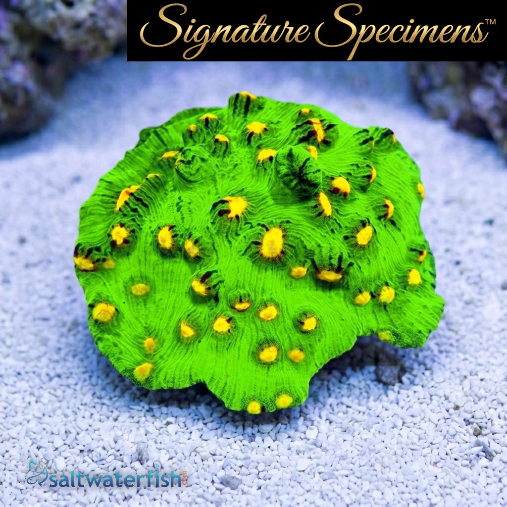 Chalice Mycedium