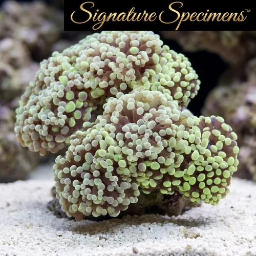 Grape Cristata Ultra