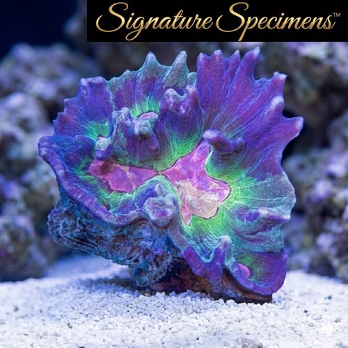 Spiny Cup Ultra Color