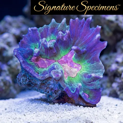 Spiny Cup Ultra Color