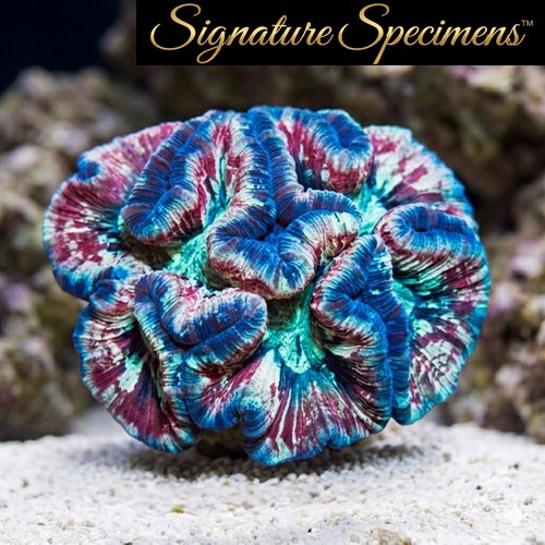 Brain Folded Ultra Color