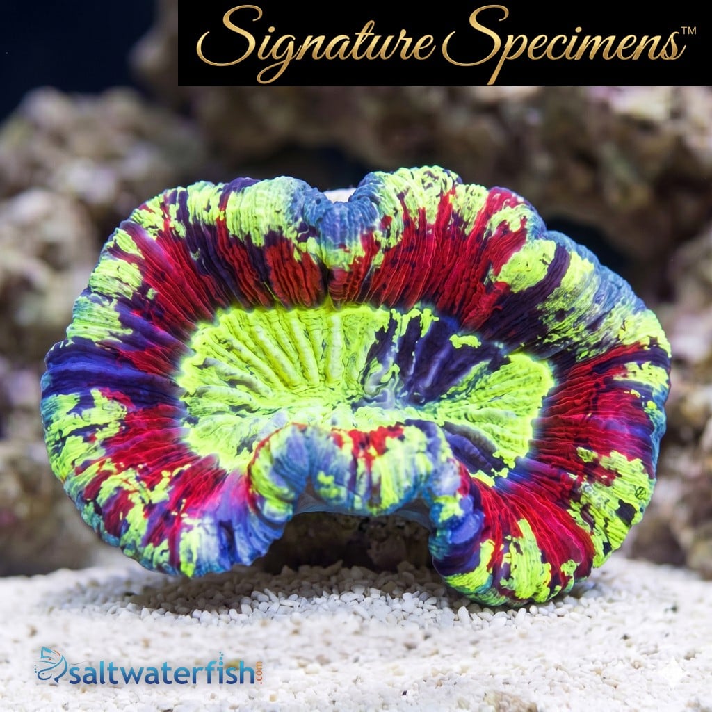 Brain Folded Ultra Color