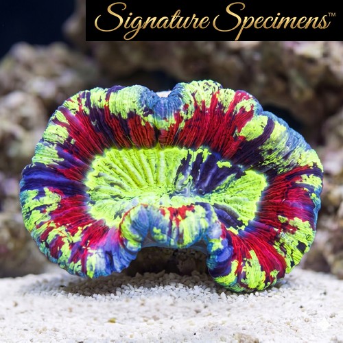 Brain Folded Ultra Color
