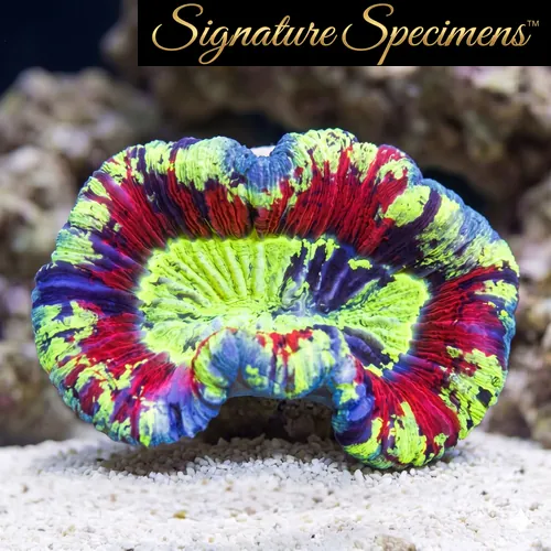 Brain Folded Ultra Color