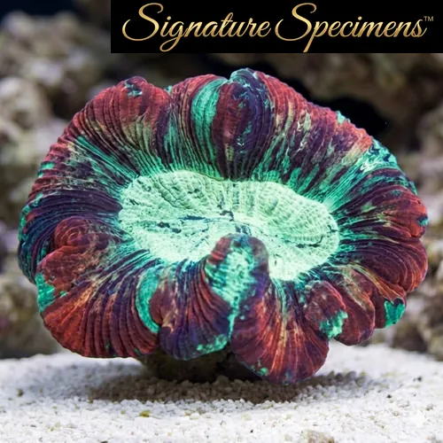 Brain Folded Ultra Color