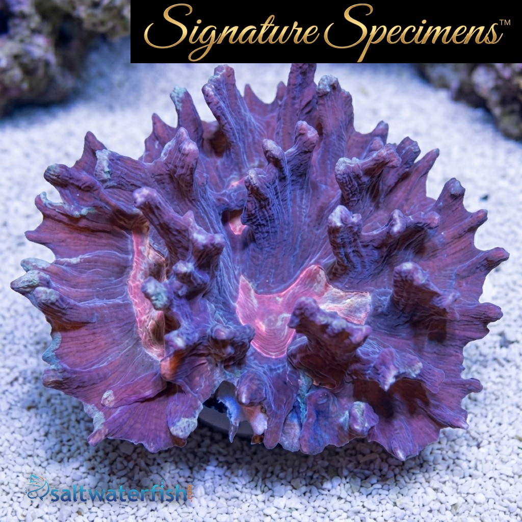 Spiny Cup Ultra Color