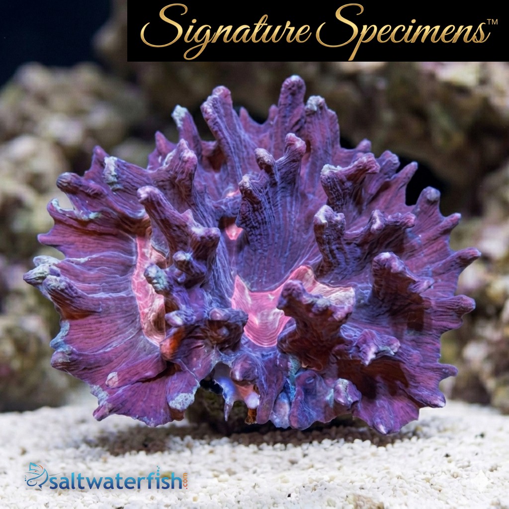 Spiny Cup Ultra Color