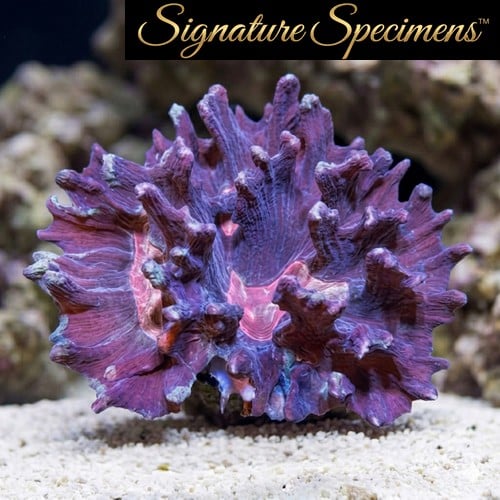 Spiny Cup Ultra Color