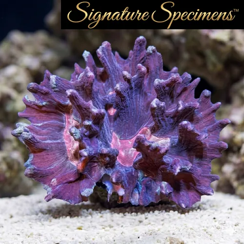 Spiny Cup Ultra Color