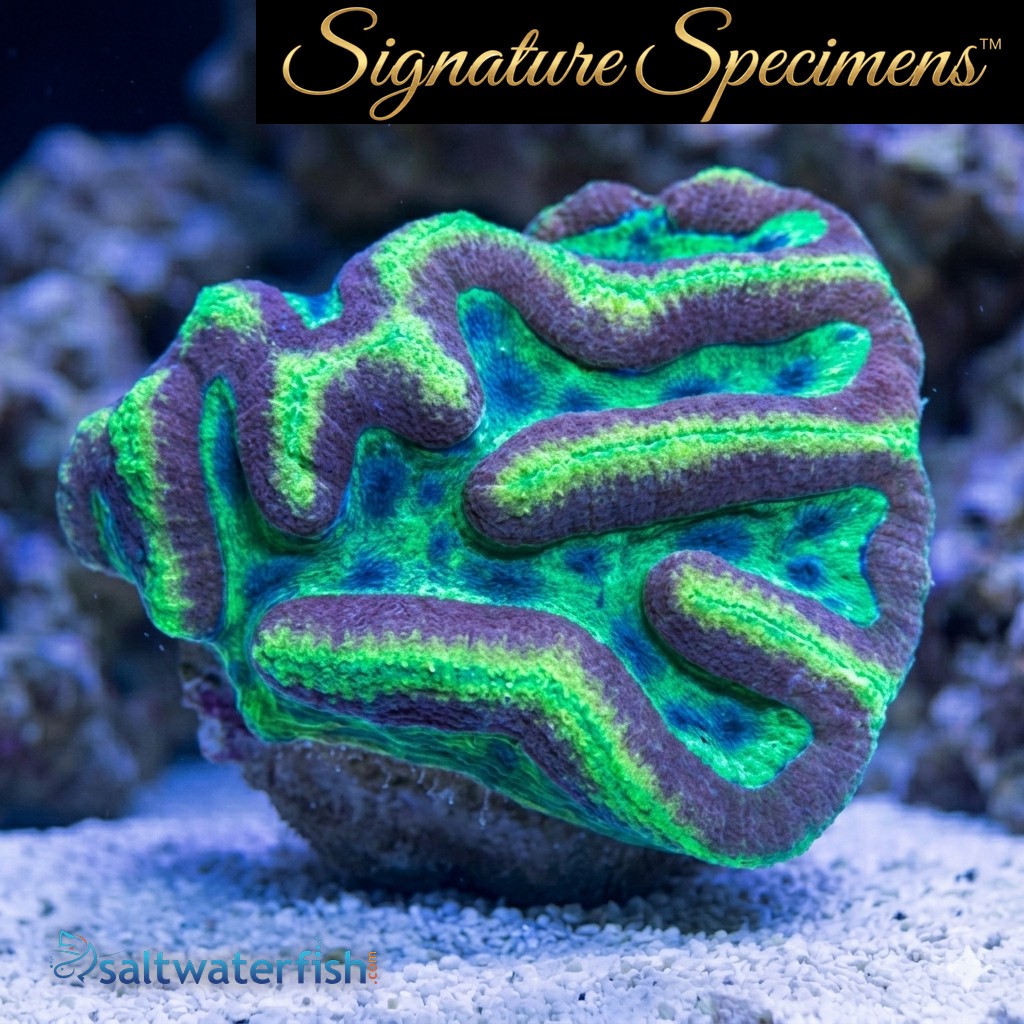 Brain Dented Ultra Color