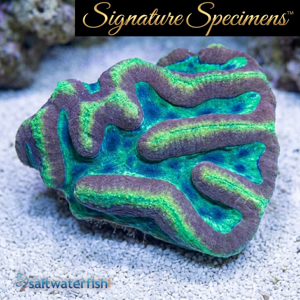 Brain Dented Ultra Color