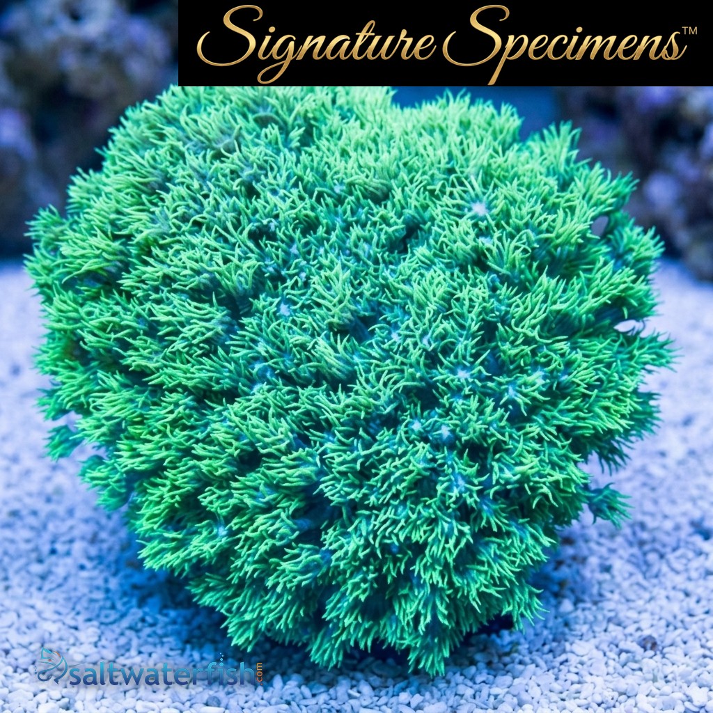 Flower Pot Short Polyp Ultra