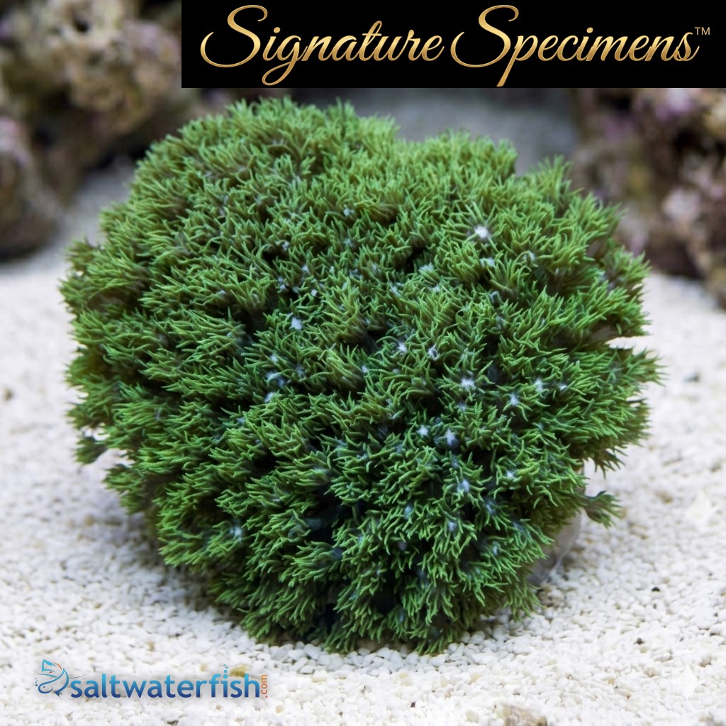 Flower Pot Short Polyp Ultra