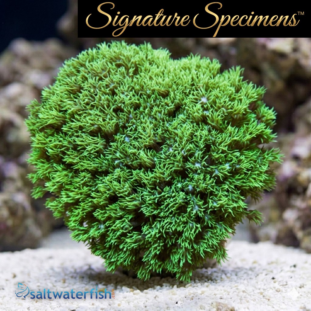 Flower Pot Short Polyp Ultra