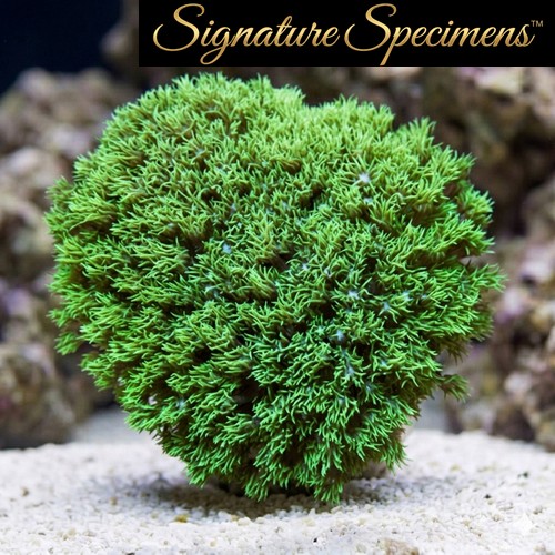 Flower Pot Short Polyp Ultra
