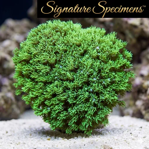 Flower Pot Short Polyp Ultra