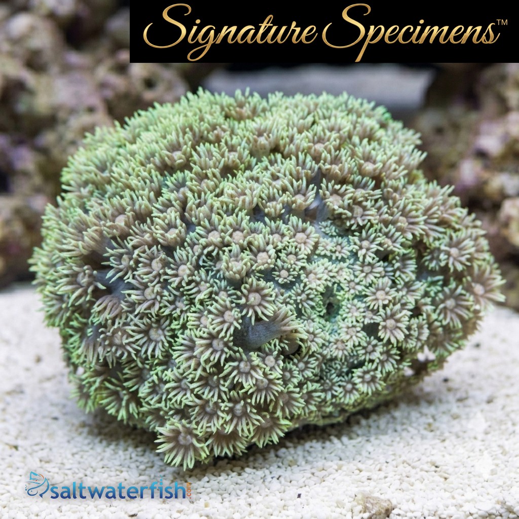 Flower Pot Short Polyp Ultra