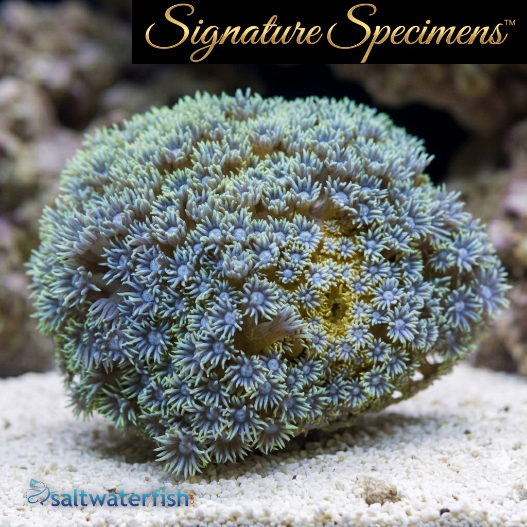 Flower Pot Short Polyp Ultra