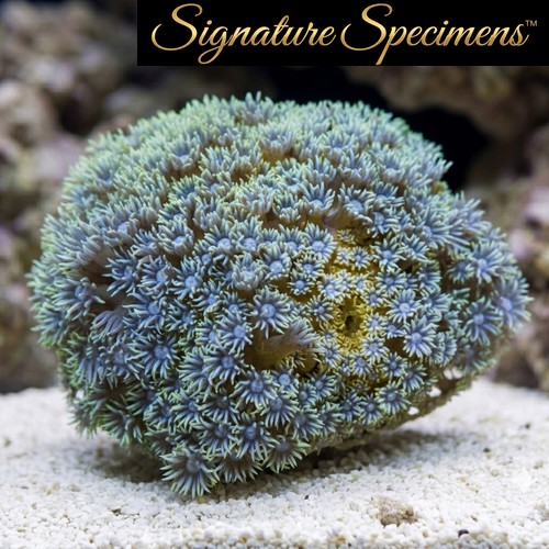 Flower Pot Short Polyp Ultra