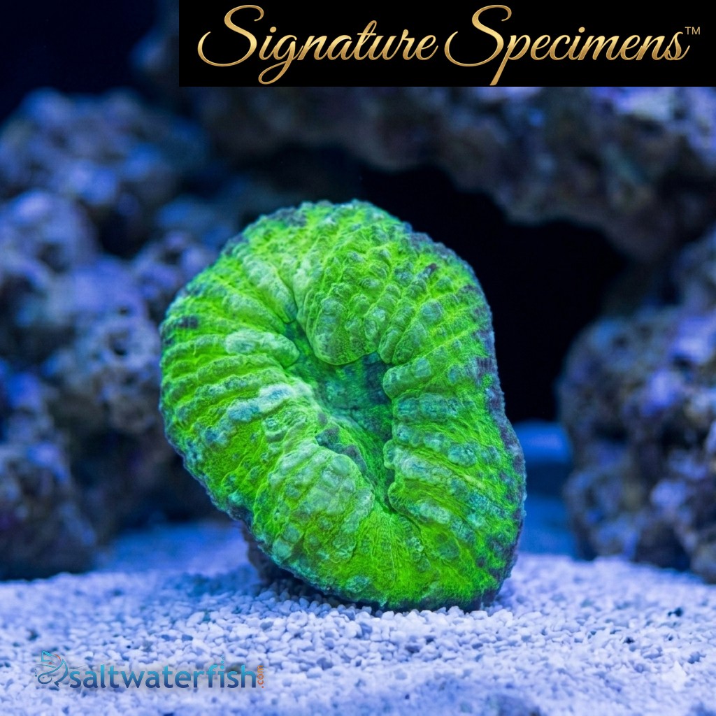 Scolymia Ultra