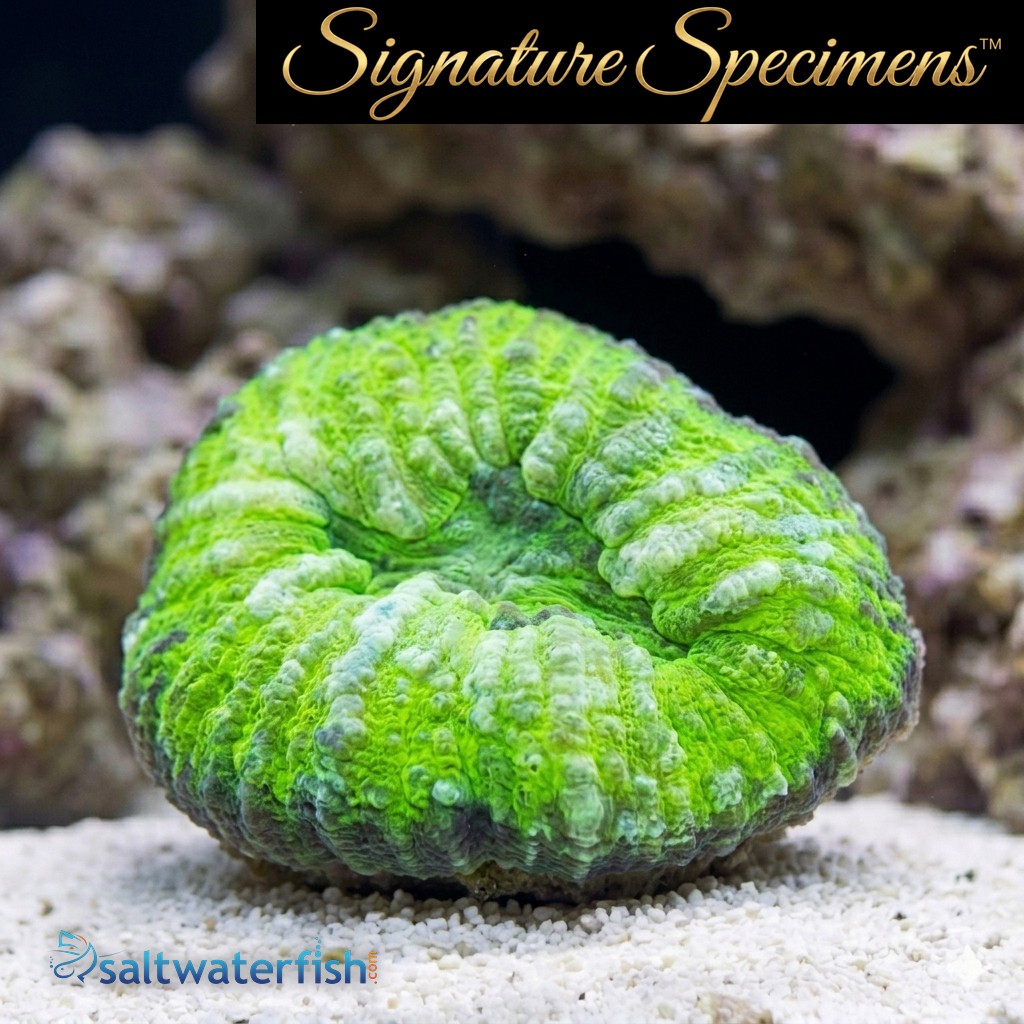 Scolymia Ultra