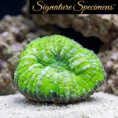 Scolymia Ultra