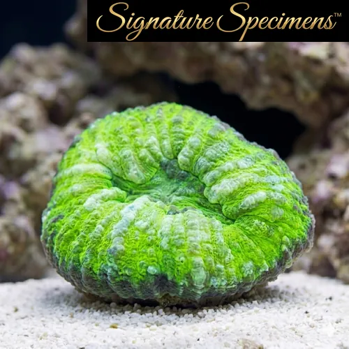 Scolymia Ultra
