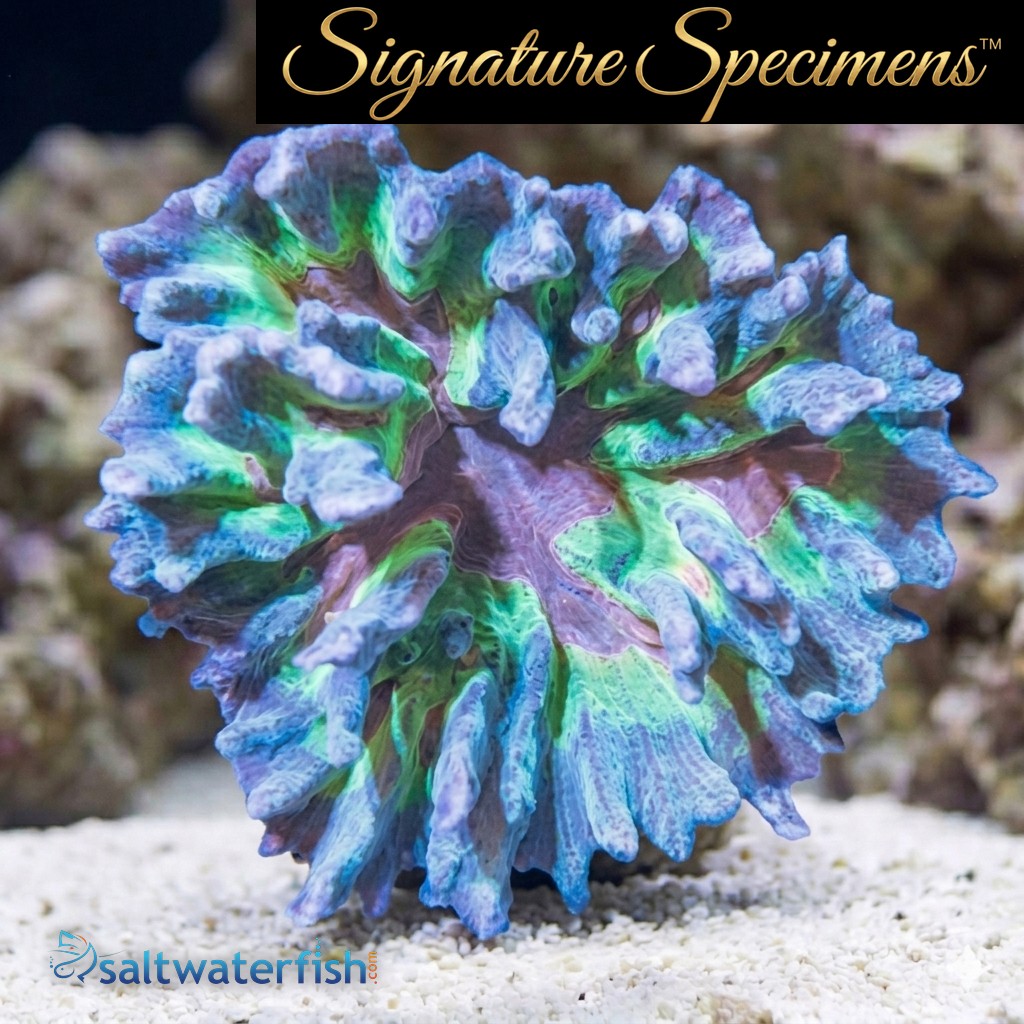 Spiny Cup Ultra Color