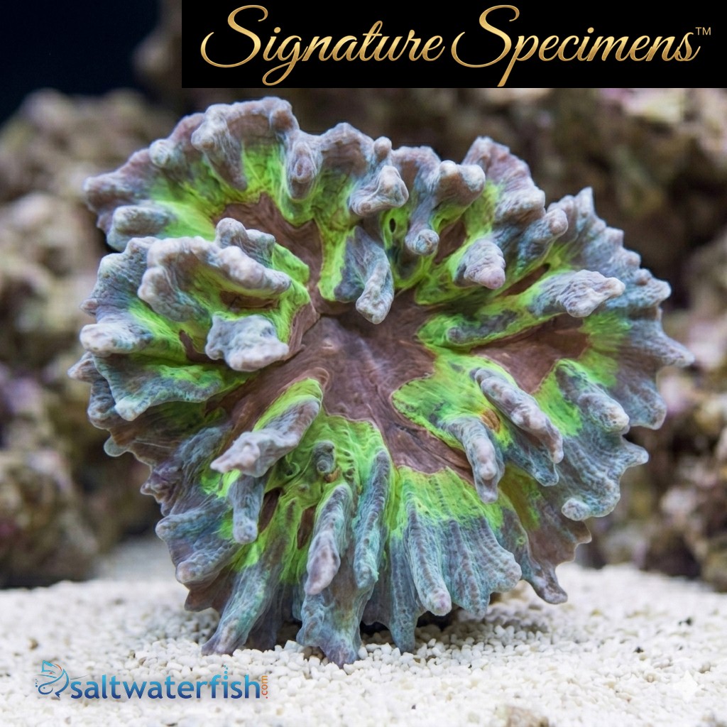 Spiny Cup Ultra Color