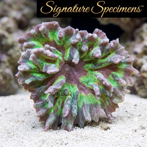 Spiny Cup Ultra Color