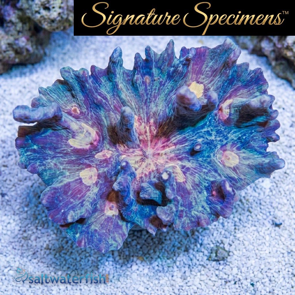 Spiny Cup Ultra Color