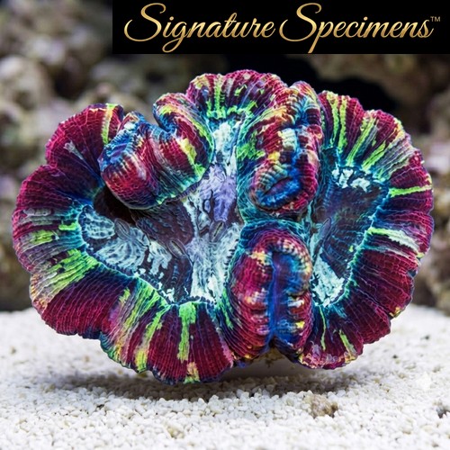Brain Folded Ultra Color