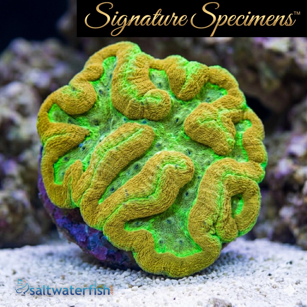 Brain Dented Ultra Color