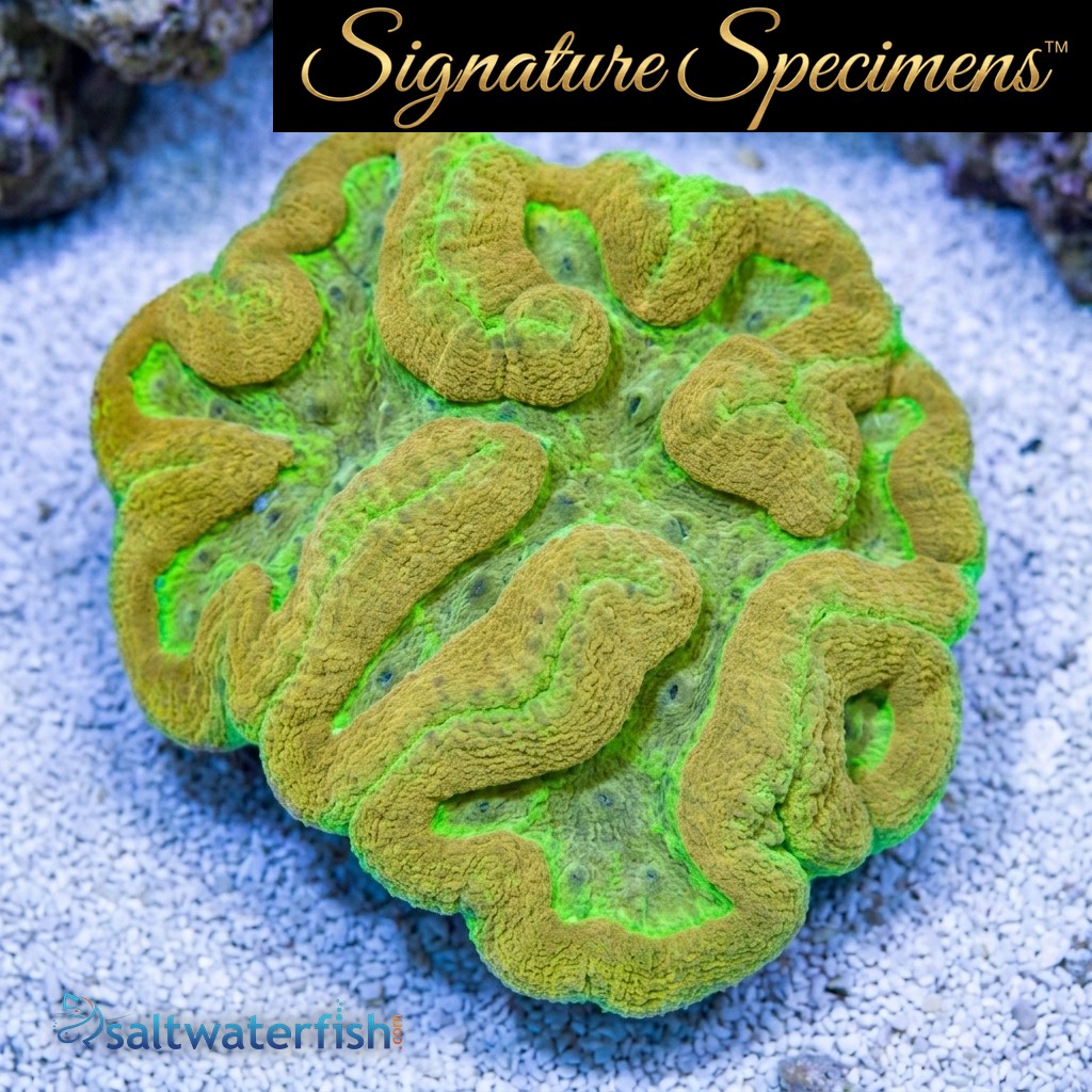 Brain Dented Ultra Color