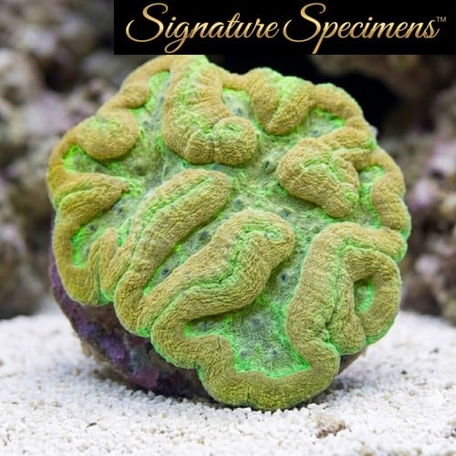 Brain Dented Ultra Color