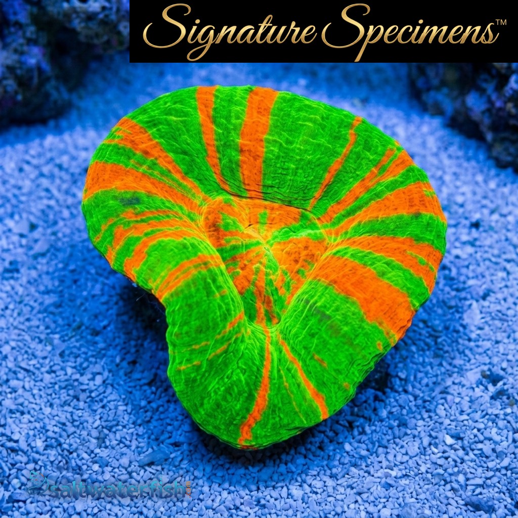 Scolymia Ultra