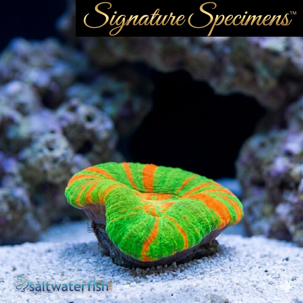 Scolymia Ultra