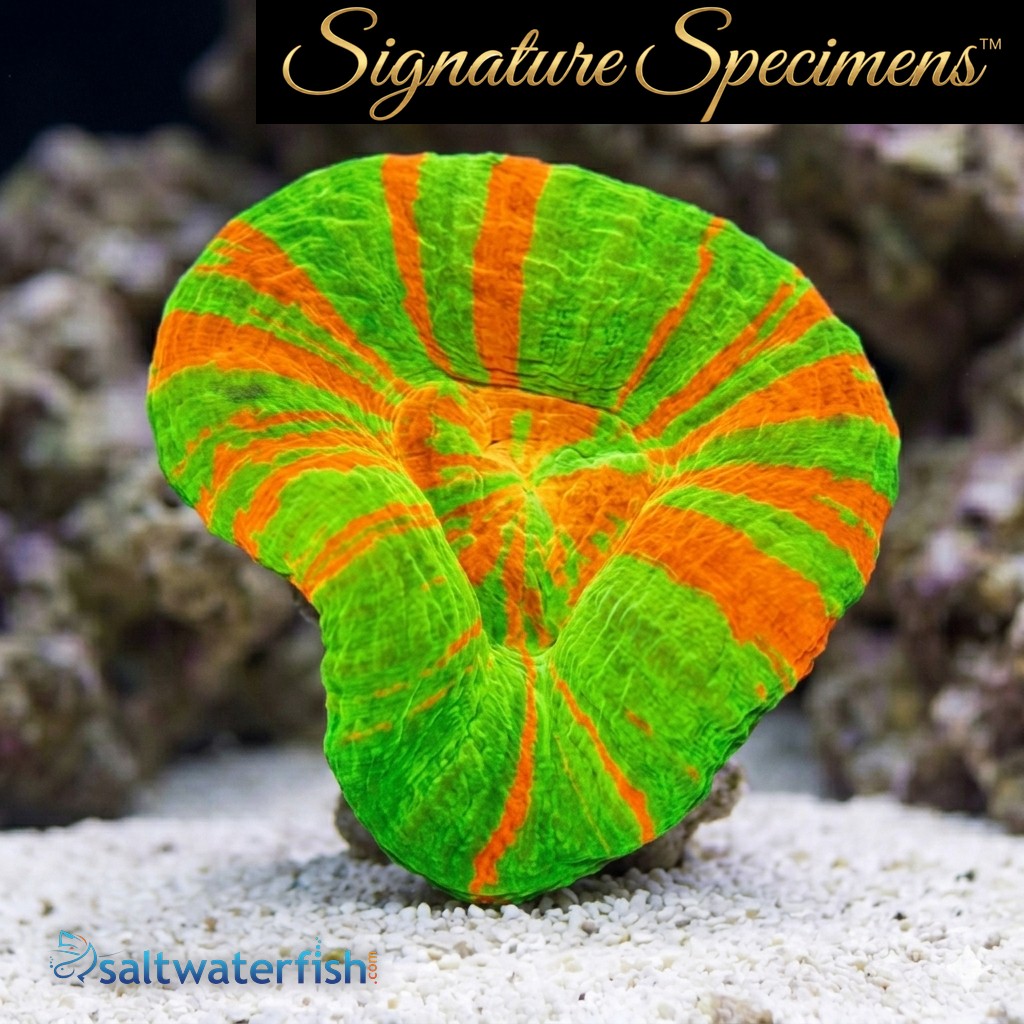 Scolymia Ultra