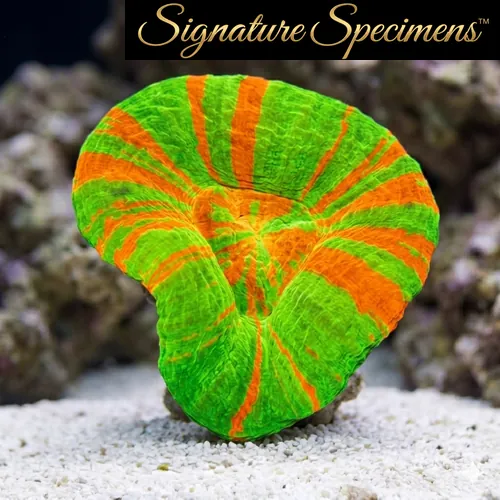 Scolymia Ultra