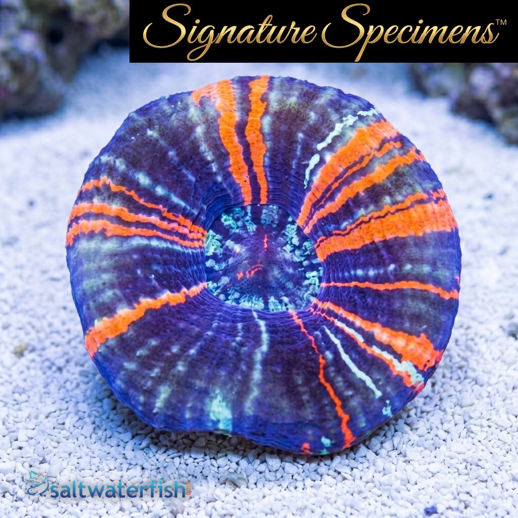 Scolymia Ultra