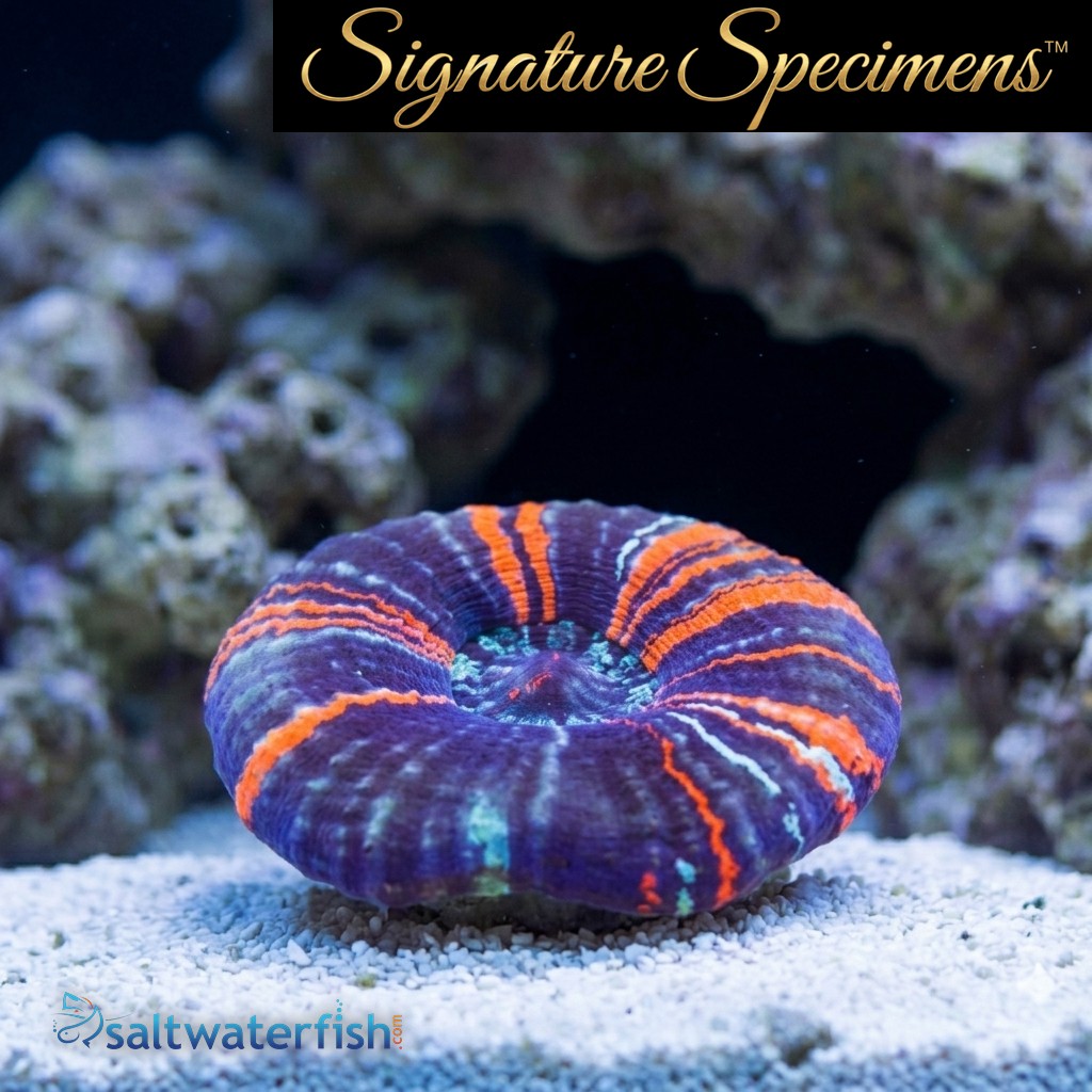 Scolymia Ultra