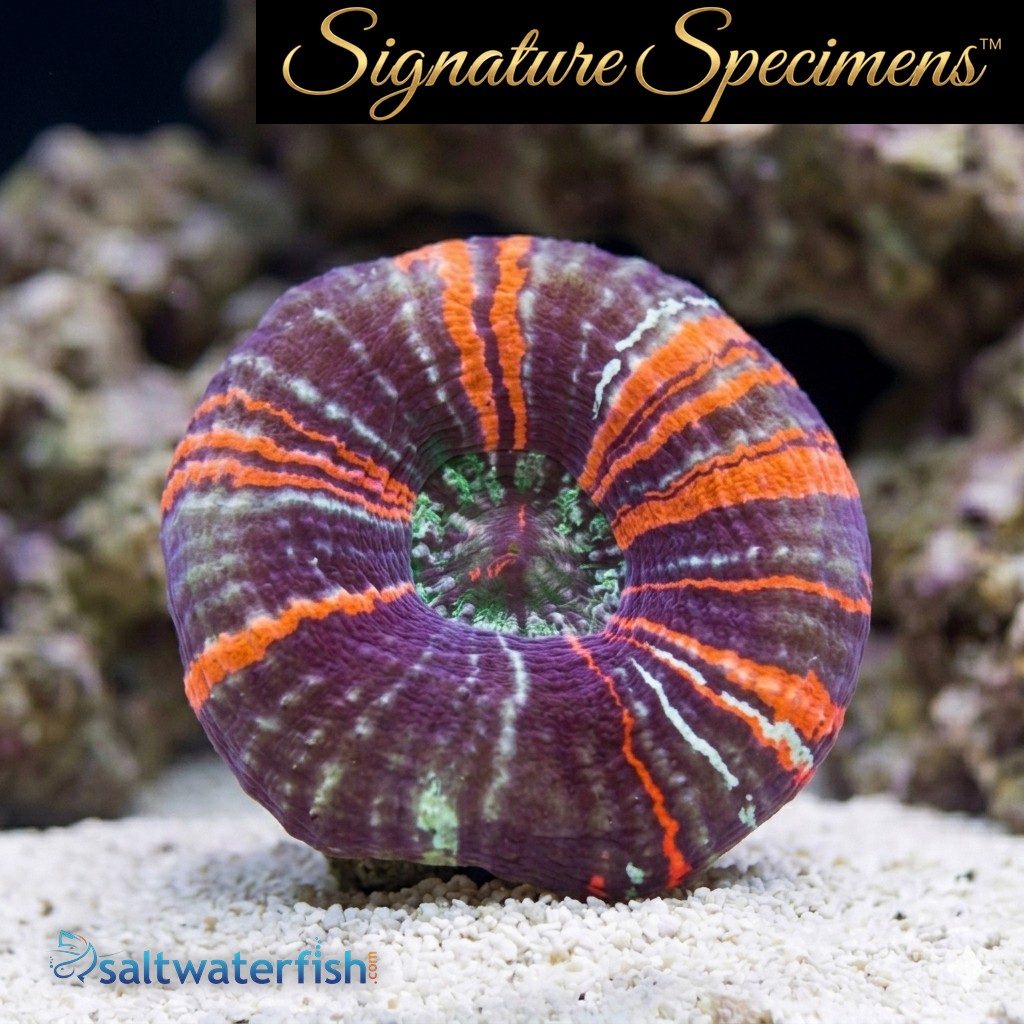 Scolymia Ultra