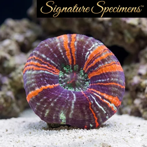 Scolymia Ultra