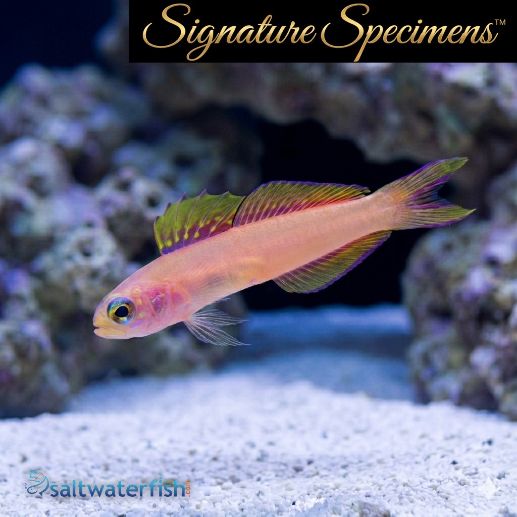 Kaguya dartfish