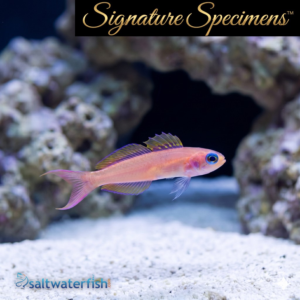 Kaguya dartfish