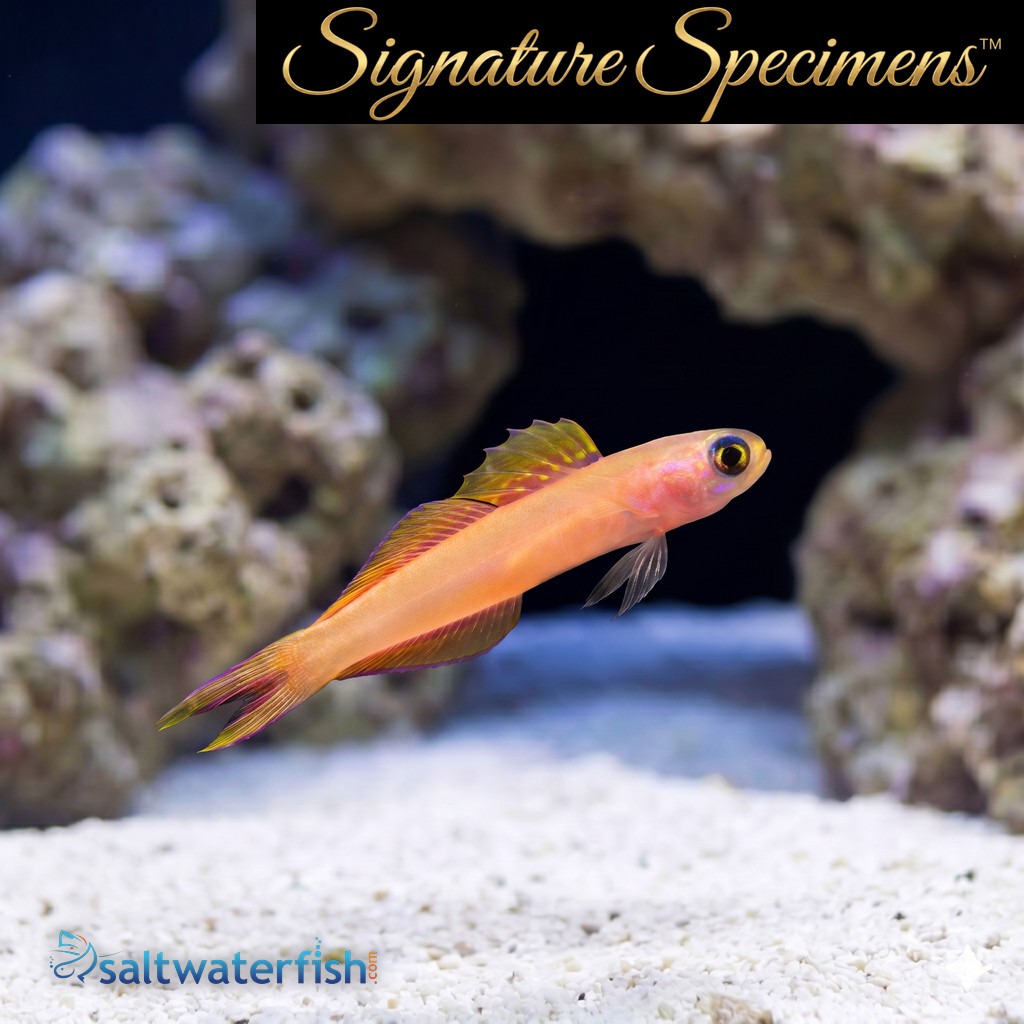 Kaguya dartfish